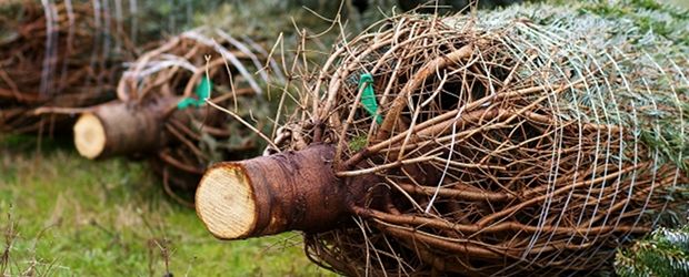 Weihnachtsbaum in Leipzig selber schlagen