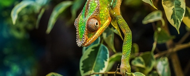 Foto: pixabay.com