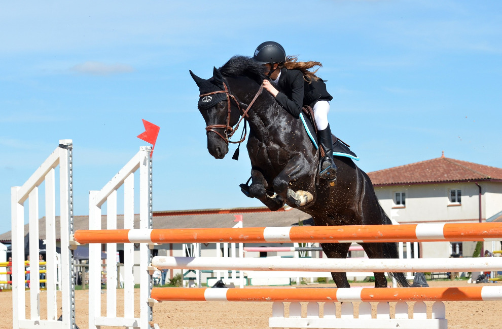 Partner Pferd 2019