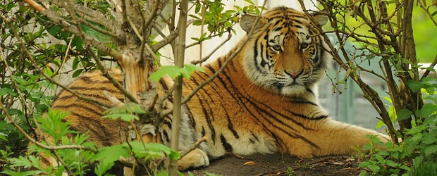 Tiger (Foto: pixabay.com)